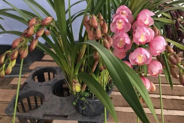 如何处理开完花的大花蕙兰,剪除残花和枯枝败叶并换盆