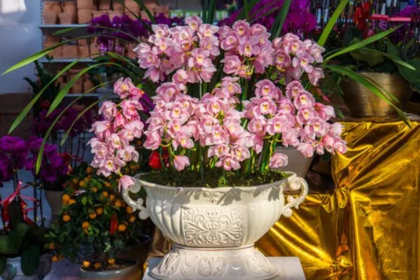 如何处理开完花的大花蕙兰,剪除残花和枯枝败叶并换盆