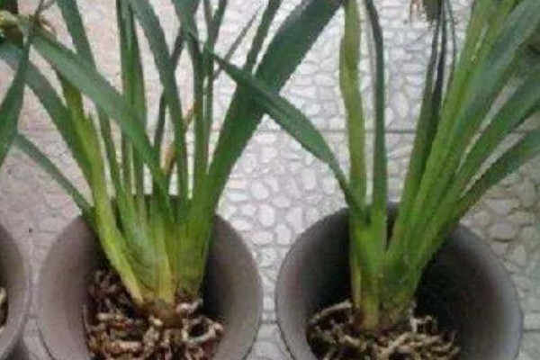 如何处理开完花的大花蕙兰,剪除残花和枯枝败叶并换盆