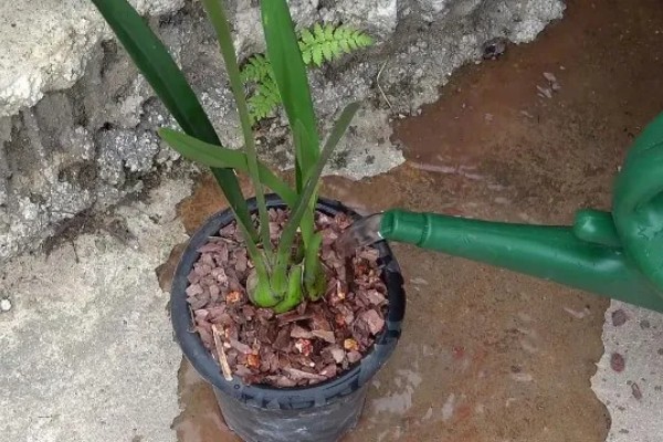 如何处理开完花的大花蕙兰,剪除残花和枯枝败叶并换盆