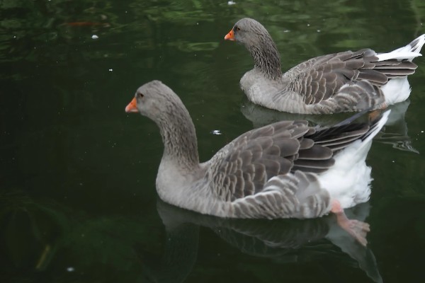 大雁鹅介绍,大雁鹅体背呈灰褐色