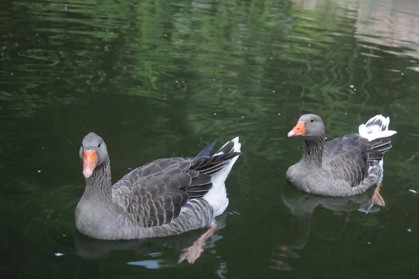 大雁鹅介绍,大雁鹅体背呈灰褐色