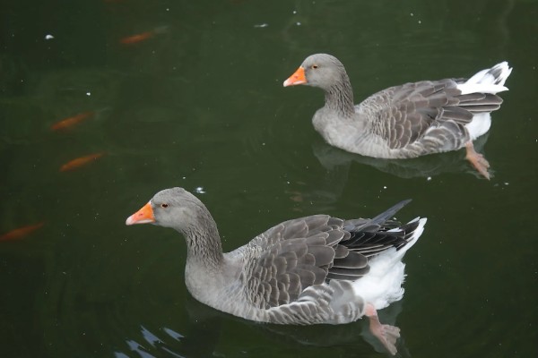 大雁鹅介绍,大雁鹅体背呈灰褐色