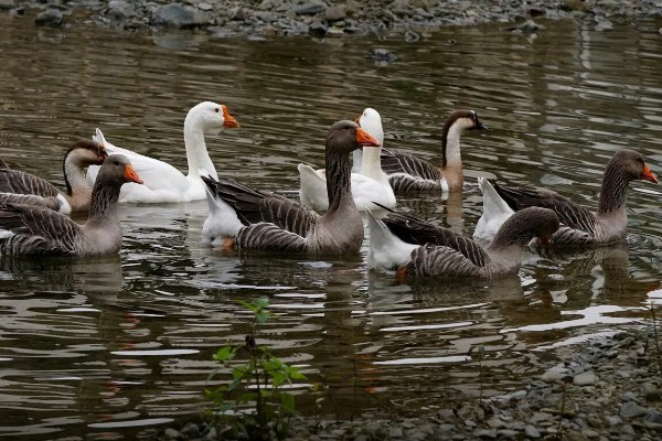 大雁鹅介绍,大雁鹅体背呈灰褐色