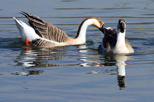 大雁鹅介绍,大雁鹅体背呈灰褐色