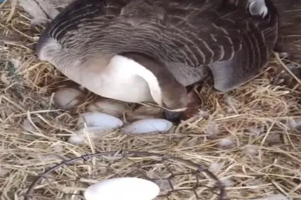 大雁鹅介绍,大雁鹅体背呈灰褐色