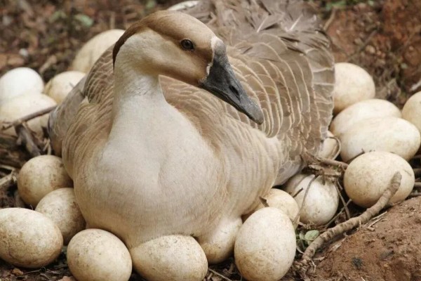 大雁鹅介绍,大雁鹅体背呈灰褐色