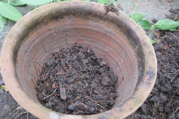 兰花的种植方法，选择比较深的瓦盆