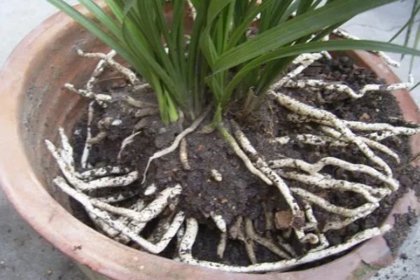 兰花的种植方法，选择比较深的瓦盆