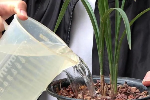 兰花的种植方法，选择比较深的瓦盆