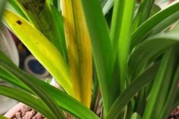 兰花的种植方法，选择比较深的瓦盆