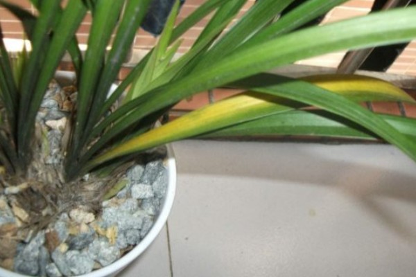 兰花的种植方法，选择比较深的瓦盆