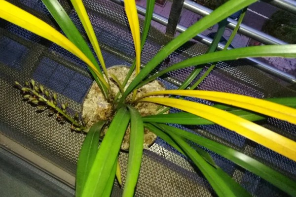 兰花的种植方法，选择比较深的瓦盆