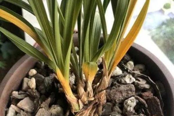 兰花的种植方法，选择比较深的瓦盆