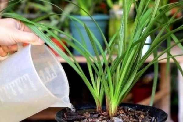 兰花的种植方法，选择比较深的瓦盆