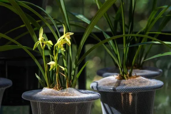 兰花的种植方法，选择比较深的瓦盆