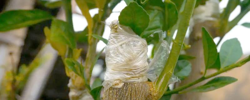 柑橘的嫁接技术，可采用芽接法、切接法、腹接法等