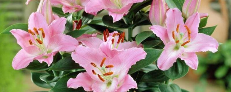 盆栽百合花的施肥方法，前期主施氮肥后期多补充磷钾肥