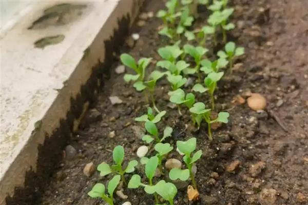 油菜出苗所需时间,种植后经过5-7天就会出苗