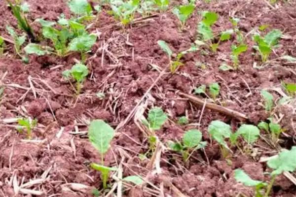 油菜出苗所需时间,种植后经过5-7天就会出苗