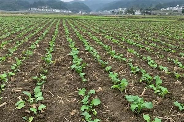 油菜出苗所需时间,种植后经过5-7天就会出苗