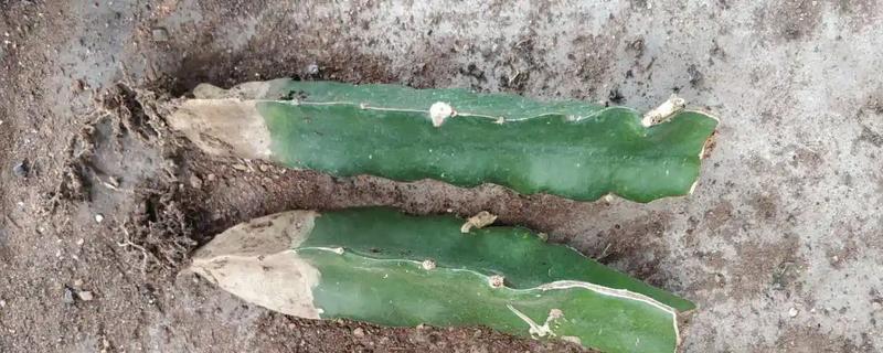 万能砧木是哪种树，是三棱箭