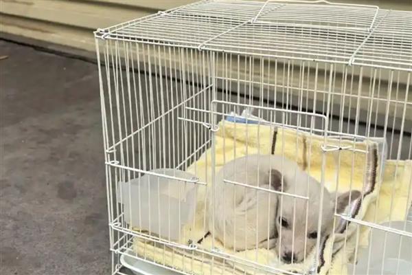 犬细小的症状,分为出血性肠炎和非化脓性心肌炎