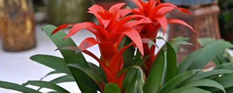 鸿运当头春天会发芽吗，春天是可以发芽的