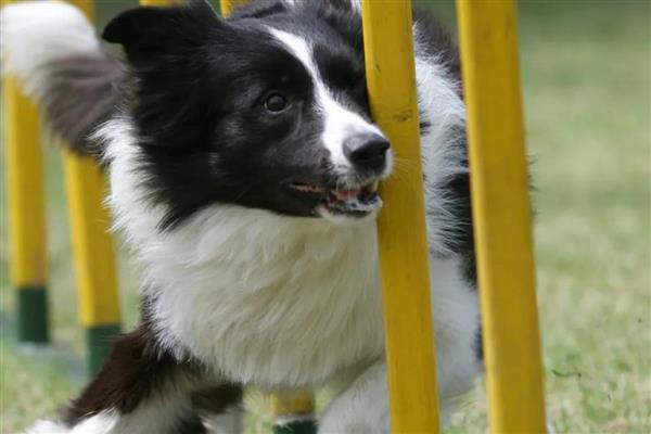 犬细小的症状,分为出血性肠炎和非化脓性心肌炎