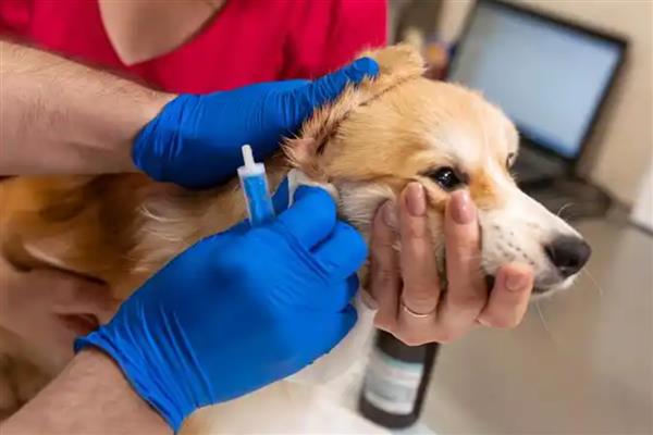 犬细小的症状,分为出血性肠炎和非化脓性心肌炎