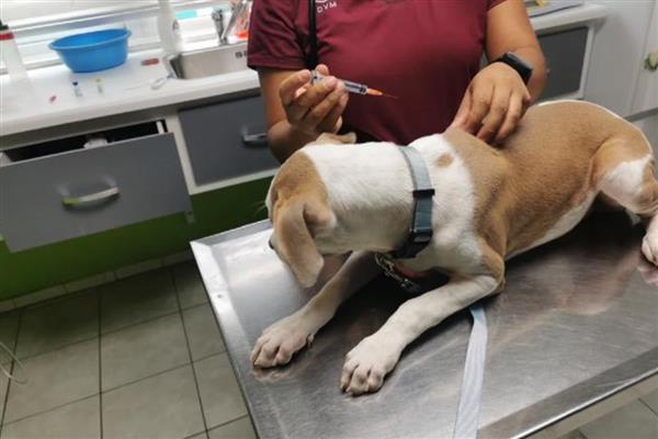 犬细小的症状,分为出血性肠炎和非化脓性心肌炎