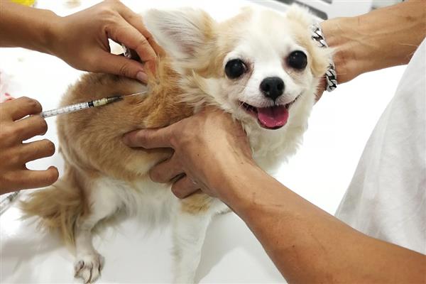 犬细小的症状,分为出血性肠炎和非化脓性心肌炎