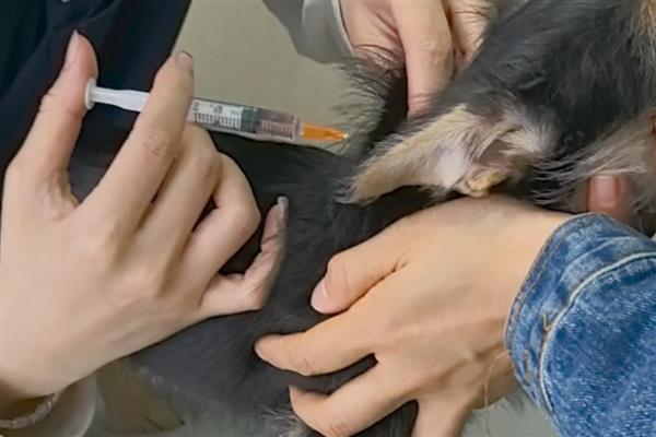 犬细小的症状,分为出血性肠炎和非化脓性心肌炎