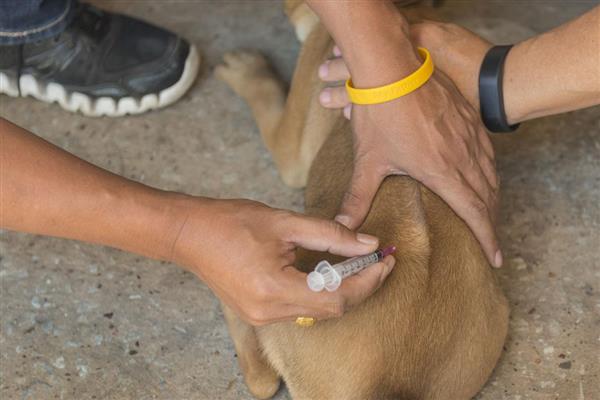 犬细小的症状,分为出血性肠炎和非化脓性心肌炎