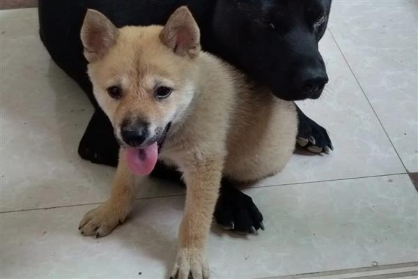 犬细小的症状,分为出血性肠炎和非化脓性心肌炎