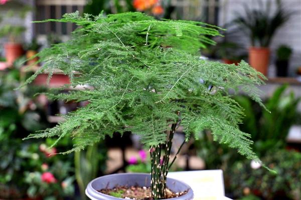 文竹有什么寓意,代表永恒、纯洁、长久等含义