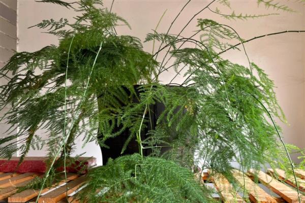 文竹有什么寓意,代表永恒、纯洁、长久等含义