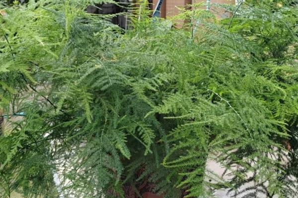 文竹有什么寓意,代表永恒、纯洁、长久等含义