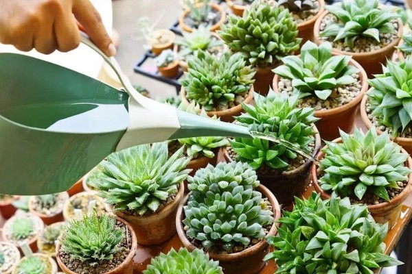 多肉能不能浇水,叶片干瘪时需提供水分