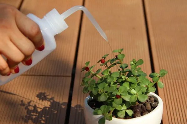 多肉能不能浇水,叶片干瘪时需提供水分