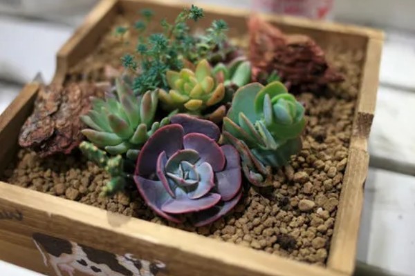 多肉能不能浇水,叶片干瘪时需提供水分