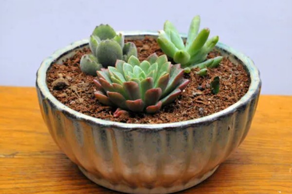 多肉能不能浇水,叶片干瘪时需提供水分