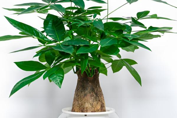 发财树叶子发黄怎么处理，一定要进行遮阴