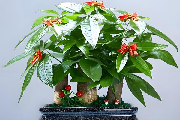 发财树叶子发黄怎么处理，一定要进行遮阴