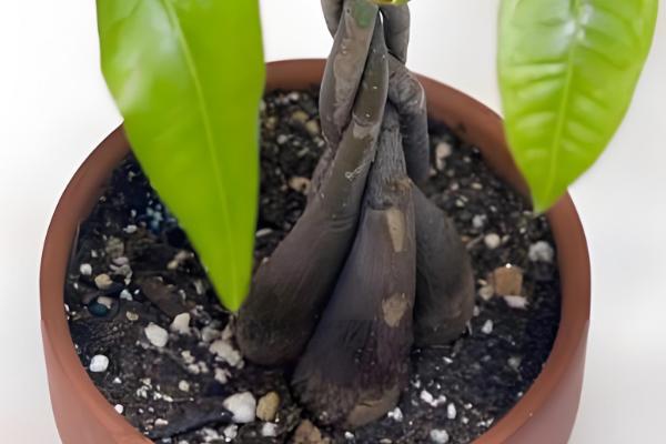 发财树叶子发黄怎么处理，一定要进行遮阴