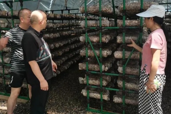 怎样用菌草栽培食用菌,先将菌草切碎放在太阳下晾晒