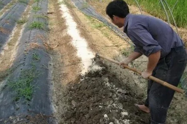 怎样改良酸性土壤，可以增施有机肥