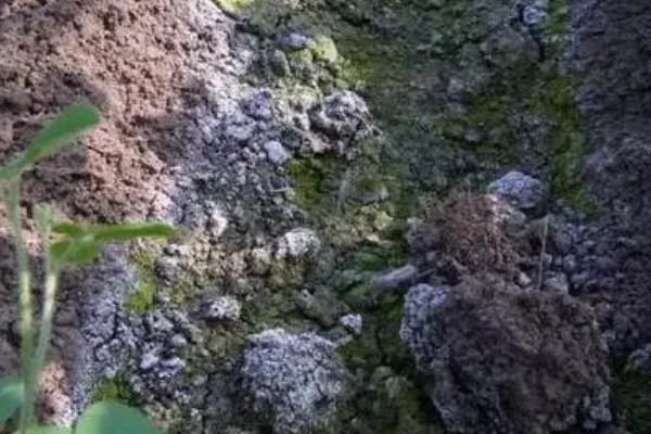 怎样改良酸性土壤，可以增施有机肥