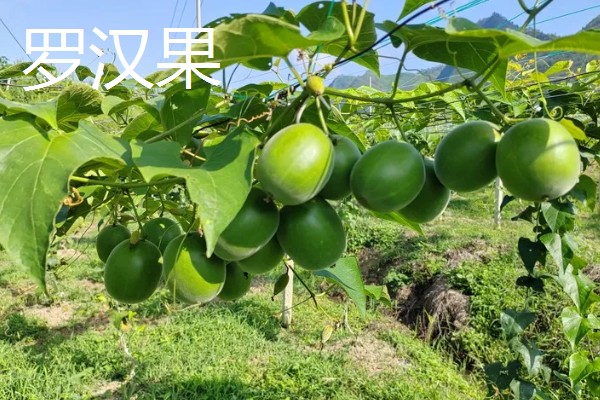 罗汉果与百香果有什么区别,前者属于葫芦科、后者属于西番莲科