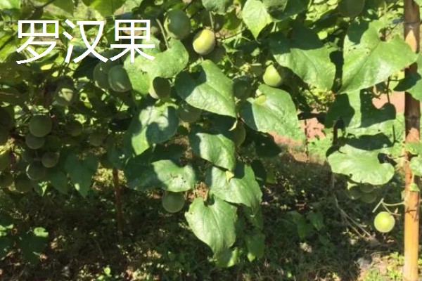 罗汉果与百香果有什么区别,前者属于葫芦科、后者属于西番莲科